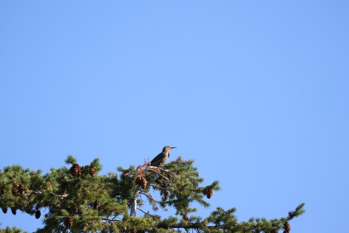 Northern Flicker - ML580569991