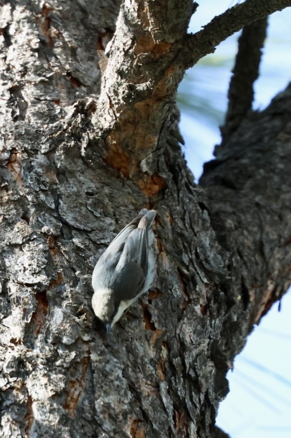 Pygmy Nuthatch - ML580570041