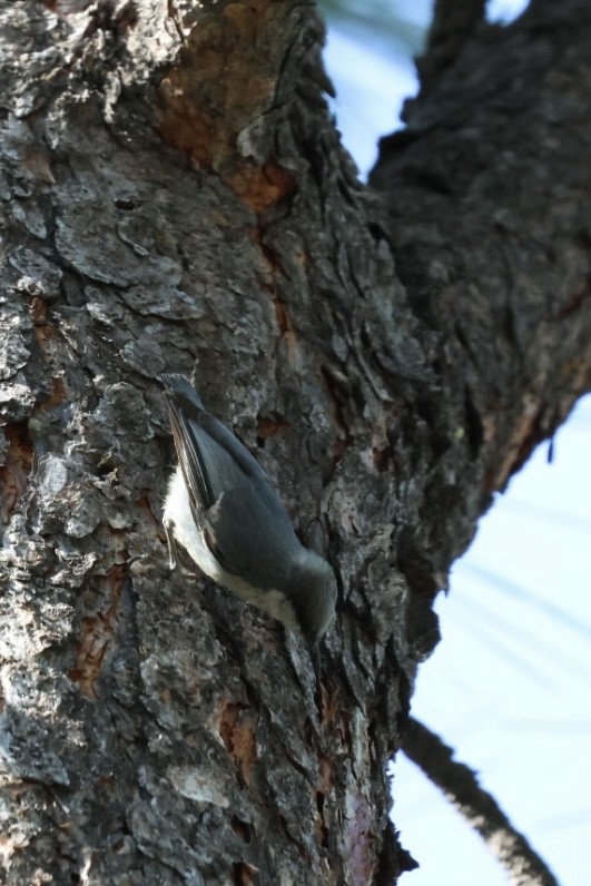 Pygmy Nuthatch - ML580570051