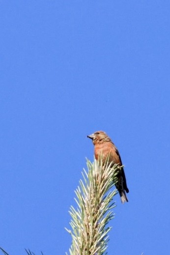 Red Crossbill - ML580570071