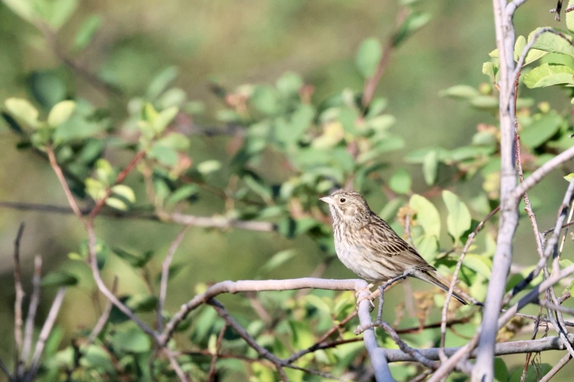 Vesper Sparrow - ML580570151