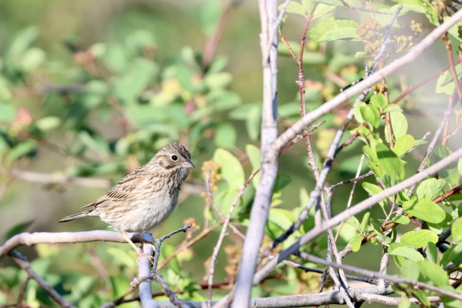 Vesper Sparrow - ML580570161