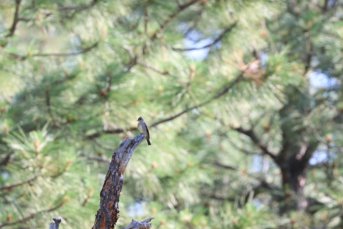 Western Wood-Pewee - ML580570651