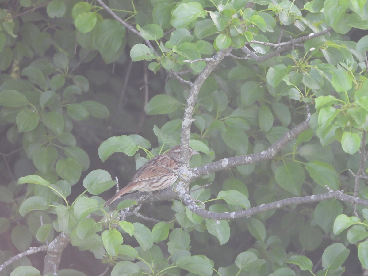 Song Sparrow - Henry Griffin