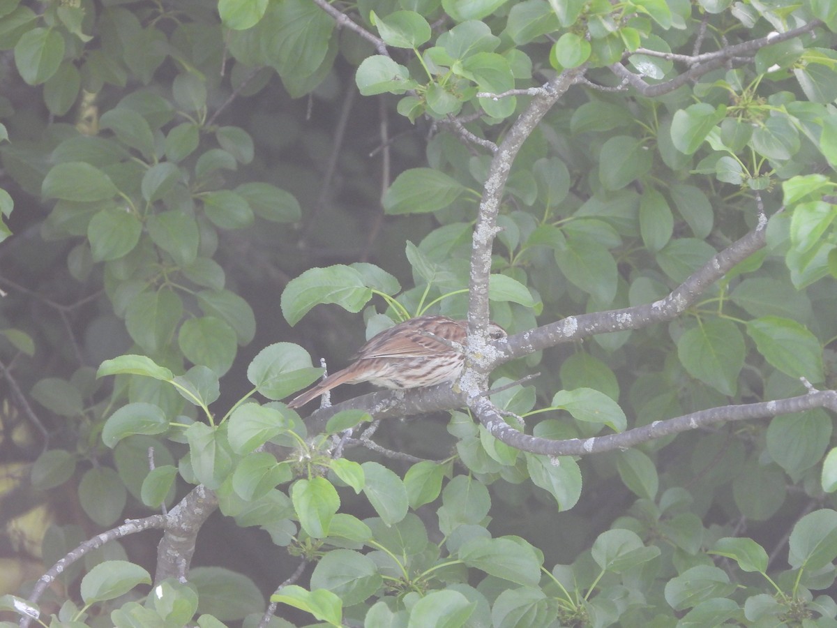 Song Sparrow - Henry Griffin