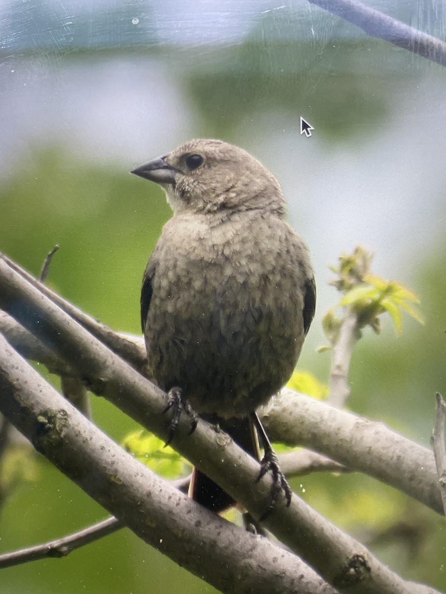 Brown-headed Cowbird - ML580571881