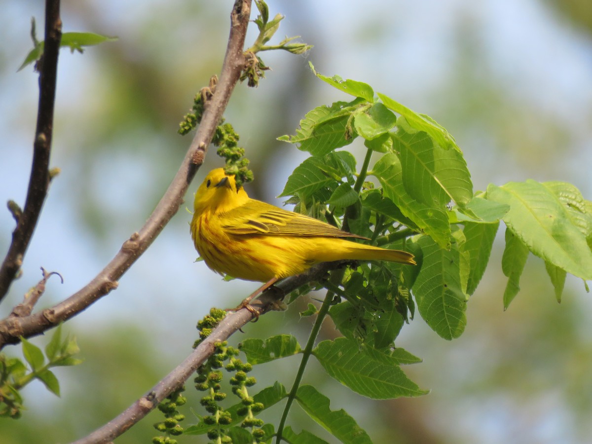 Yellow Warbler - ML580572181