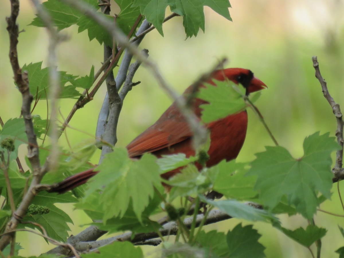 Northern Cardinal - ML580572211