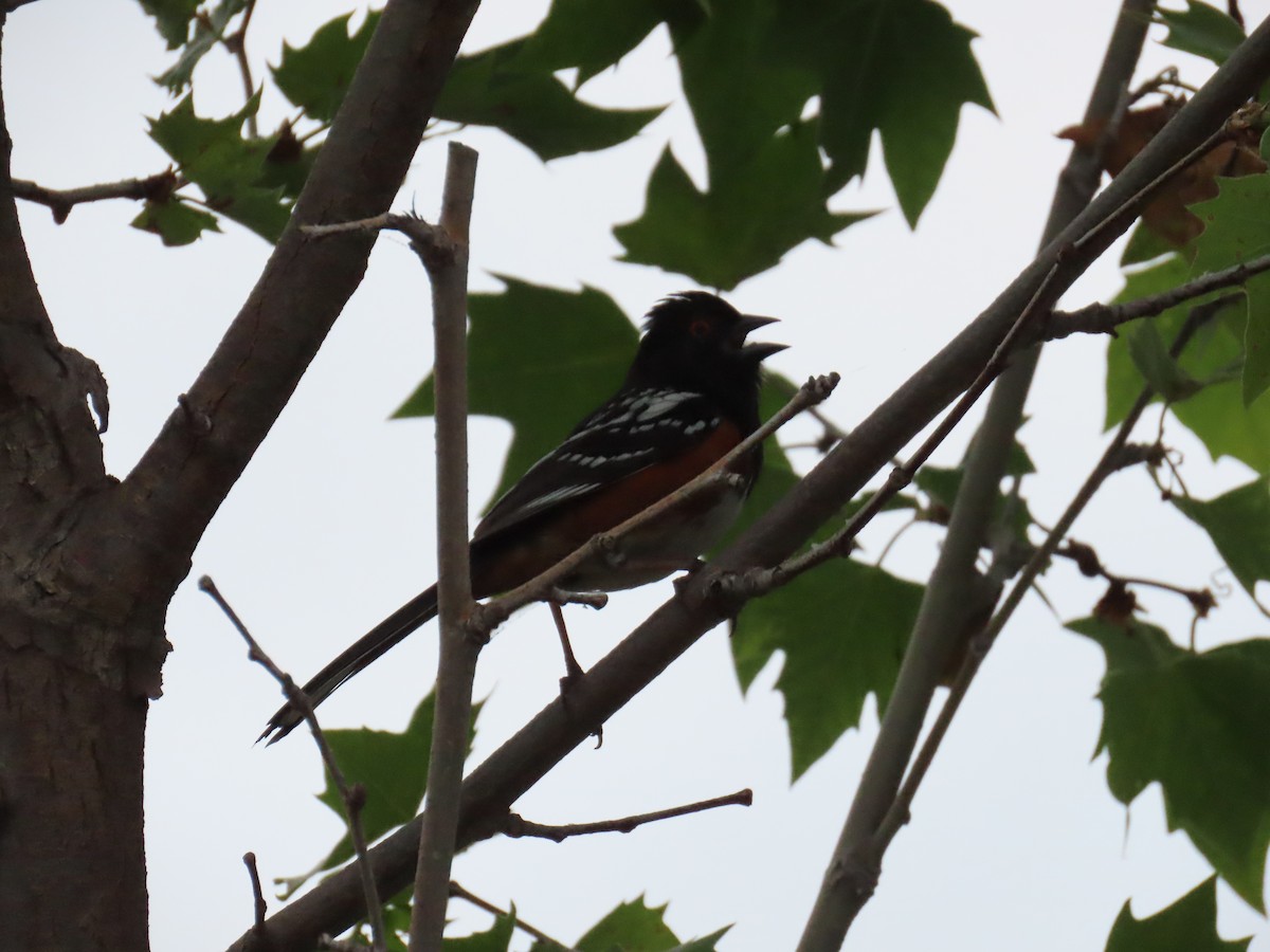 Spotted Towhee - ML580572961