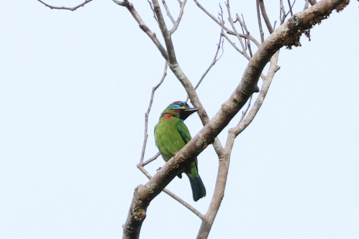 Borneo Kara Gerdanlı Barbeti - ML580573591