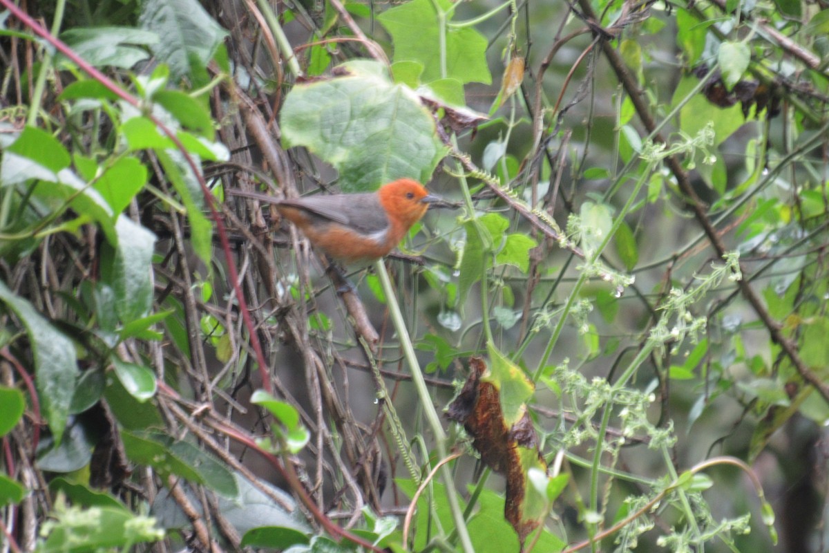 Rufous-chested Tanager - Julio Calderón Birding Tour Guide 🦉