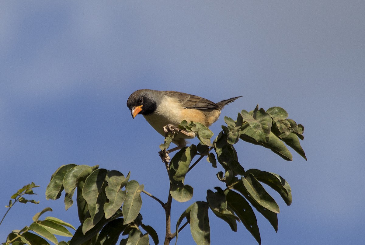 Black-throated Saltator - Lorena Patrício