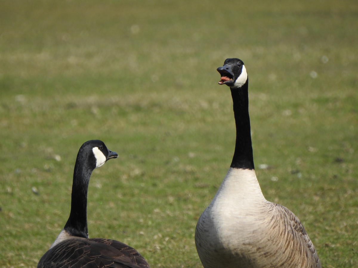 Canada Goose - ML580574161