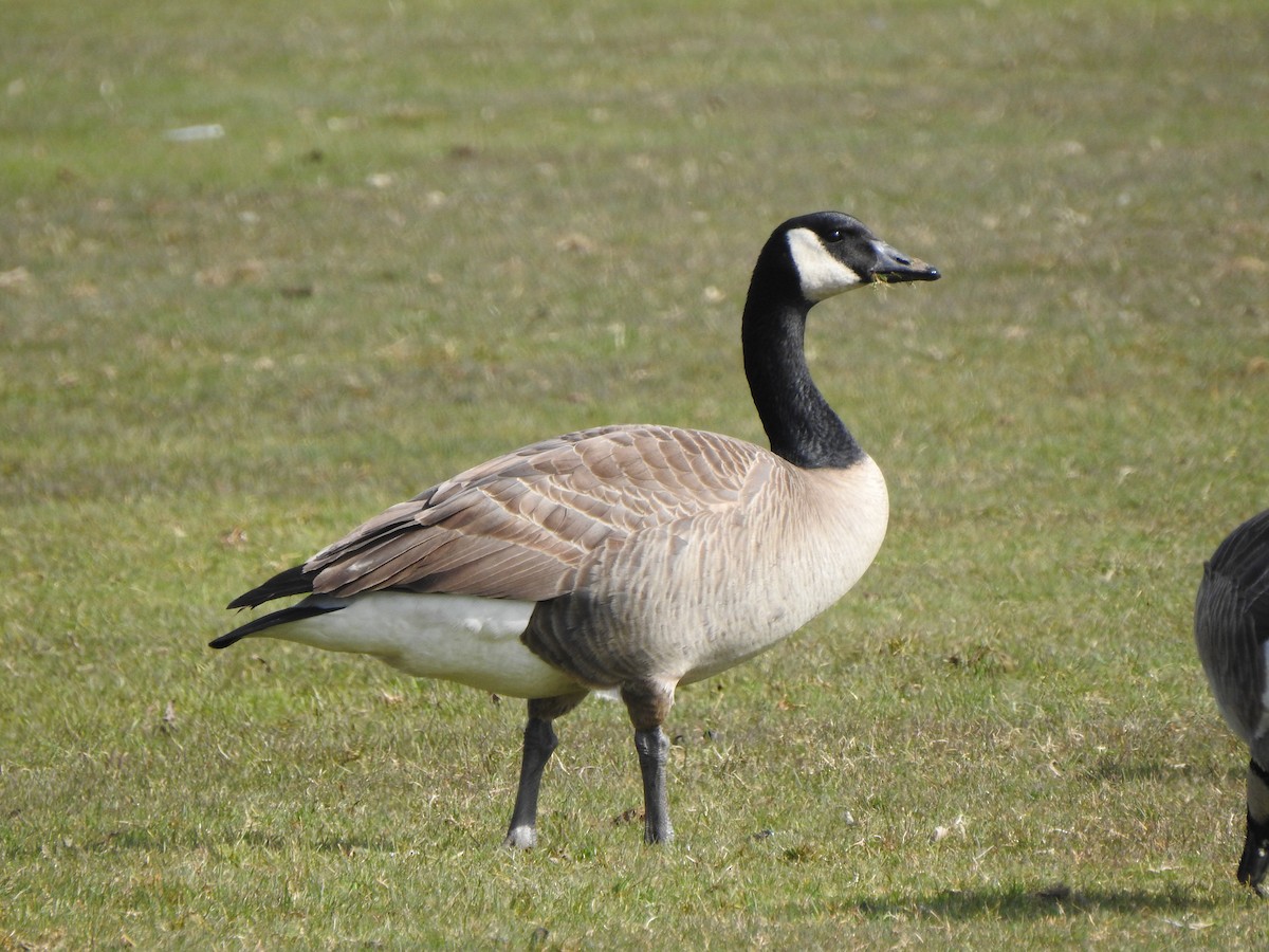 Canada Goose - ML580574191