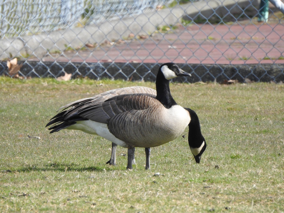 Canada Goose - ML580574201