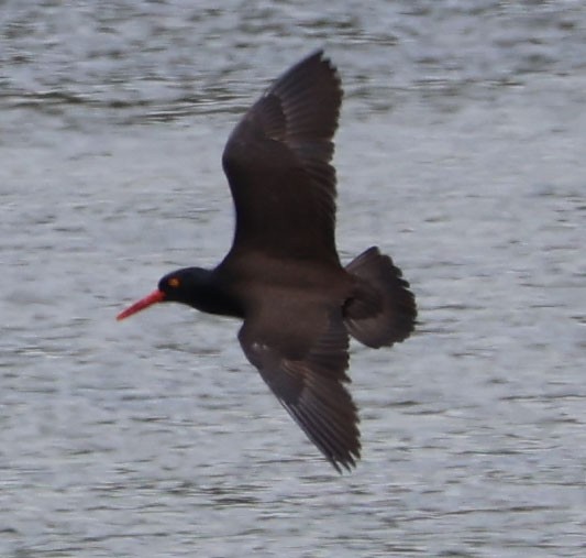 Black Oystercatcher - ML580575081