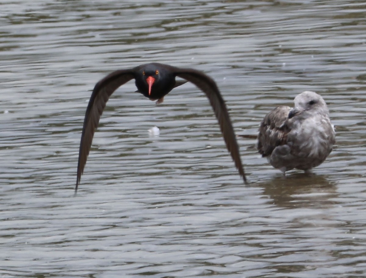 Black Oystercatcher - ML580575091