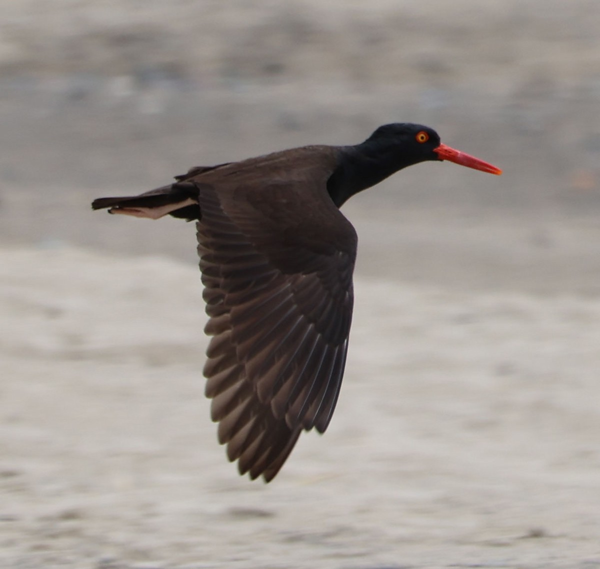 Black Oystercatcher - ML580575101