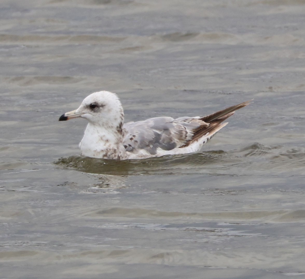 California Gull - Diane Etchison