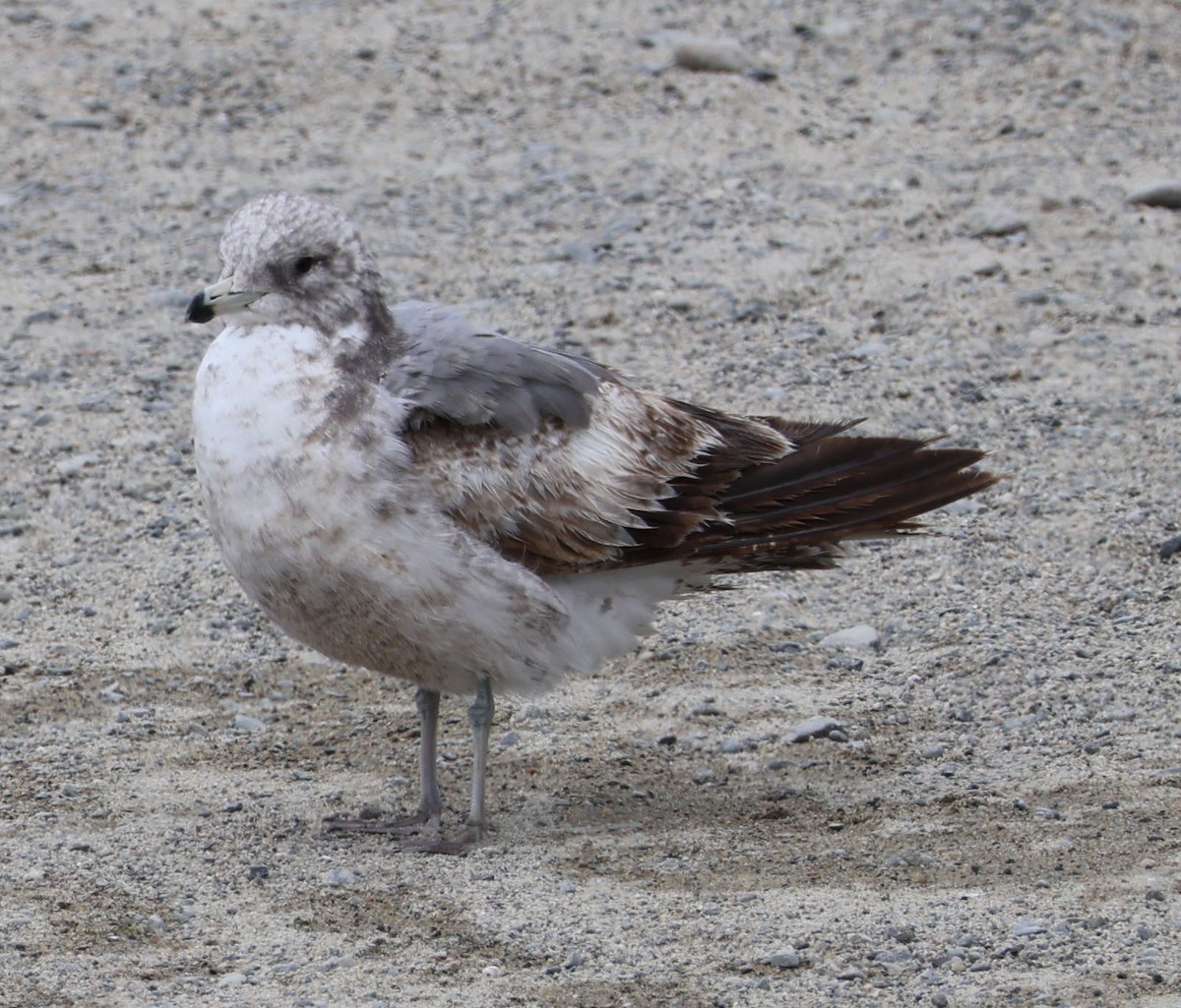 California Gull - Diane Etchison