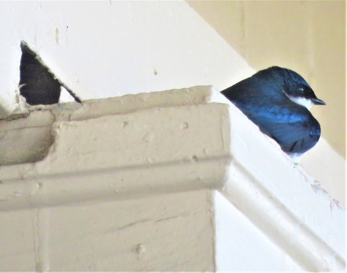 Tree Swallow - ML580577781