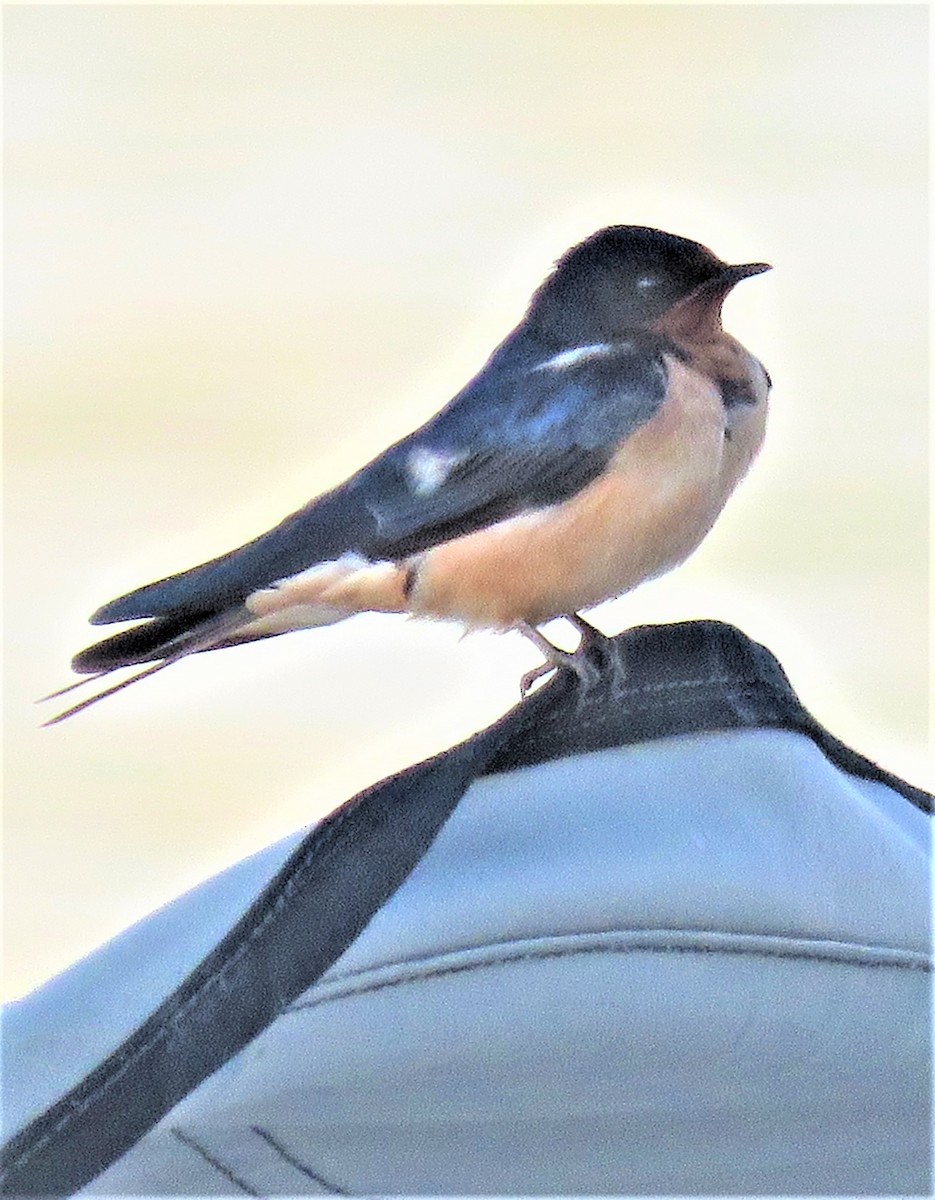 Barn Swallow - ML580577811