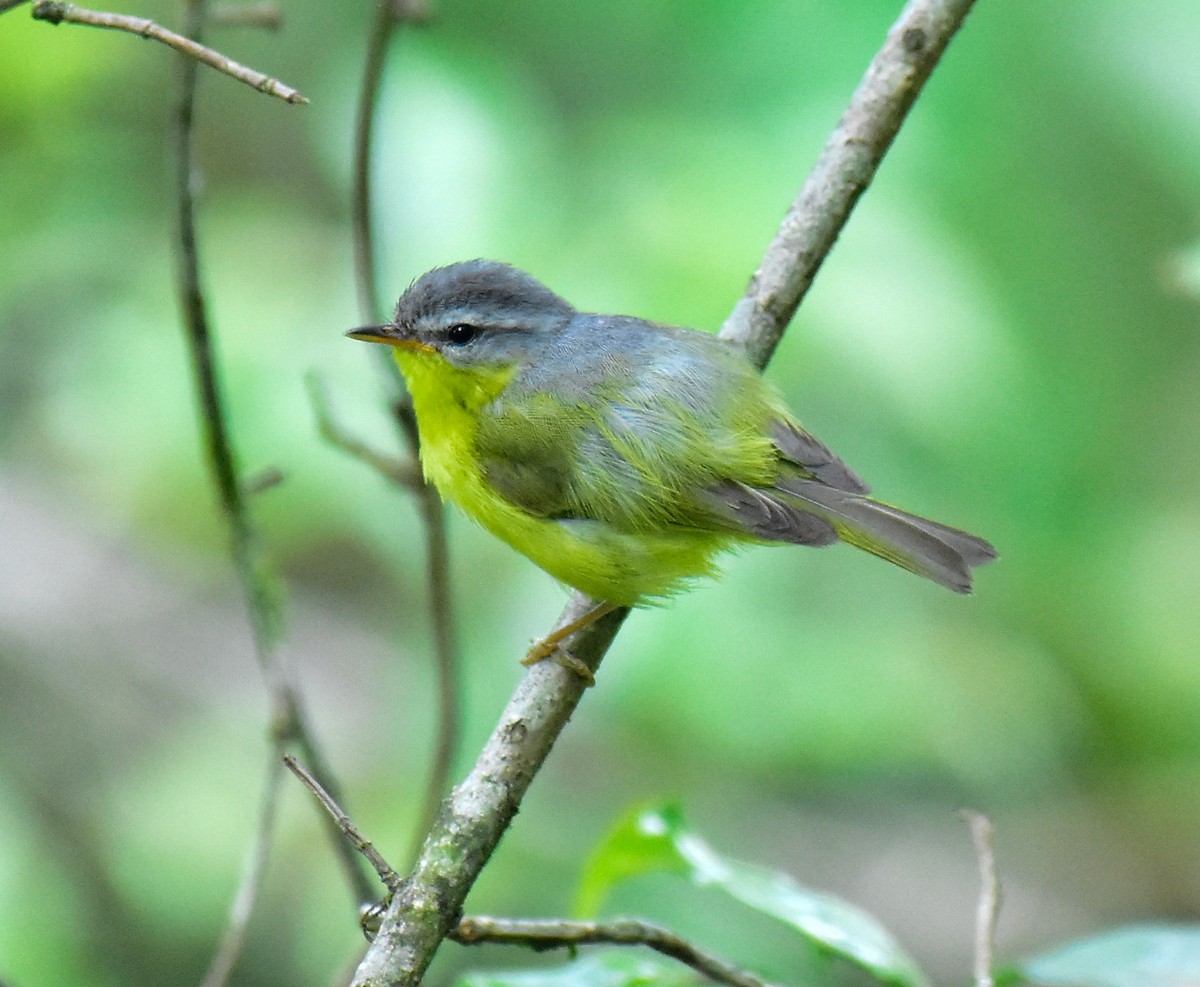 Gray-hooded Warbler - ML580578961