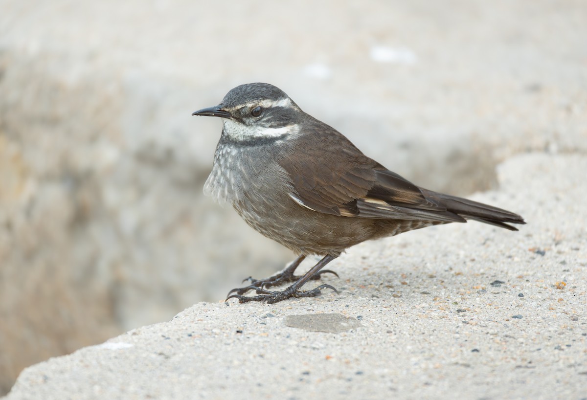 Gray-flanked Cinclodes - ML580579071