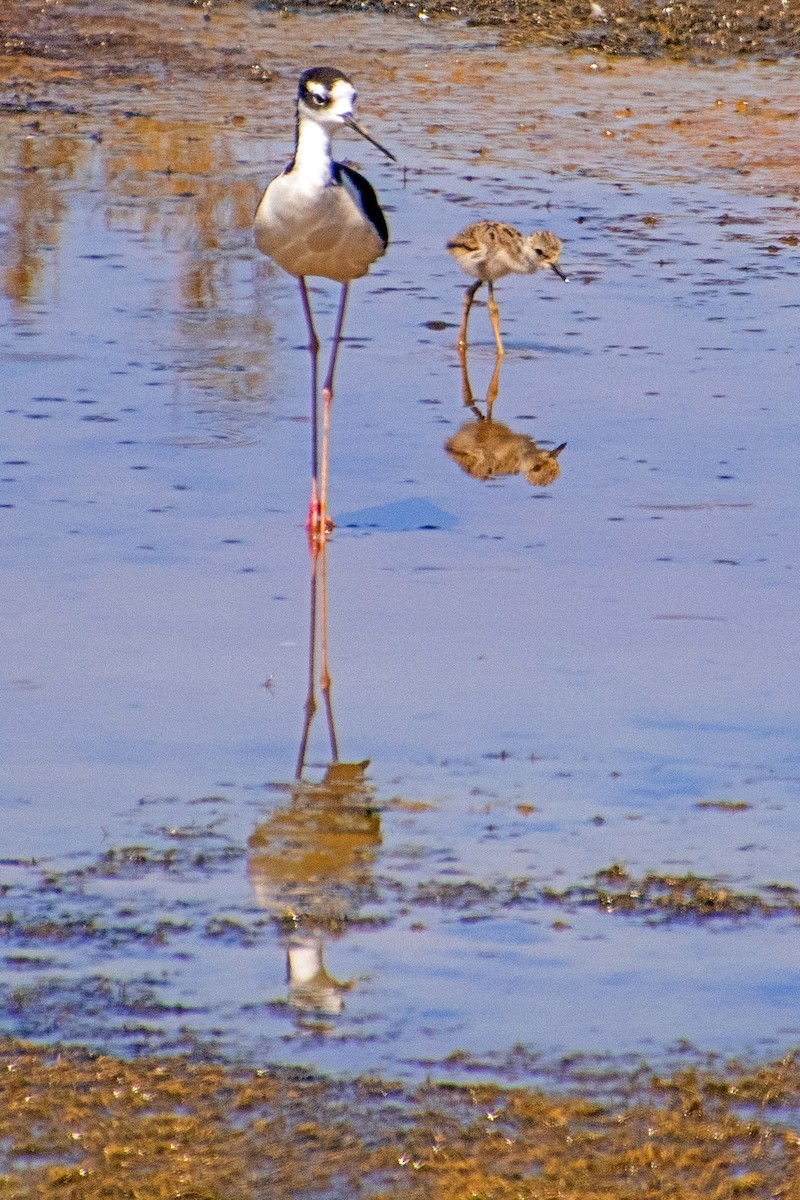 Black-necked Stilt - ML580580321