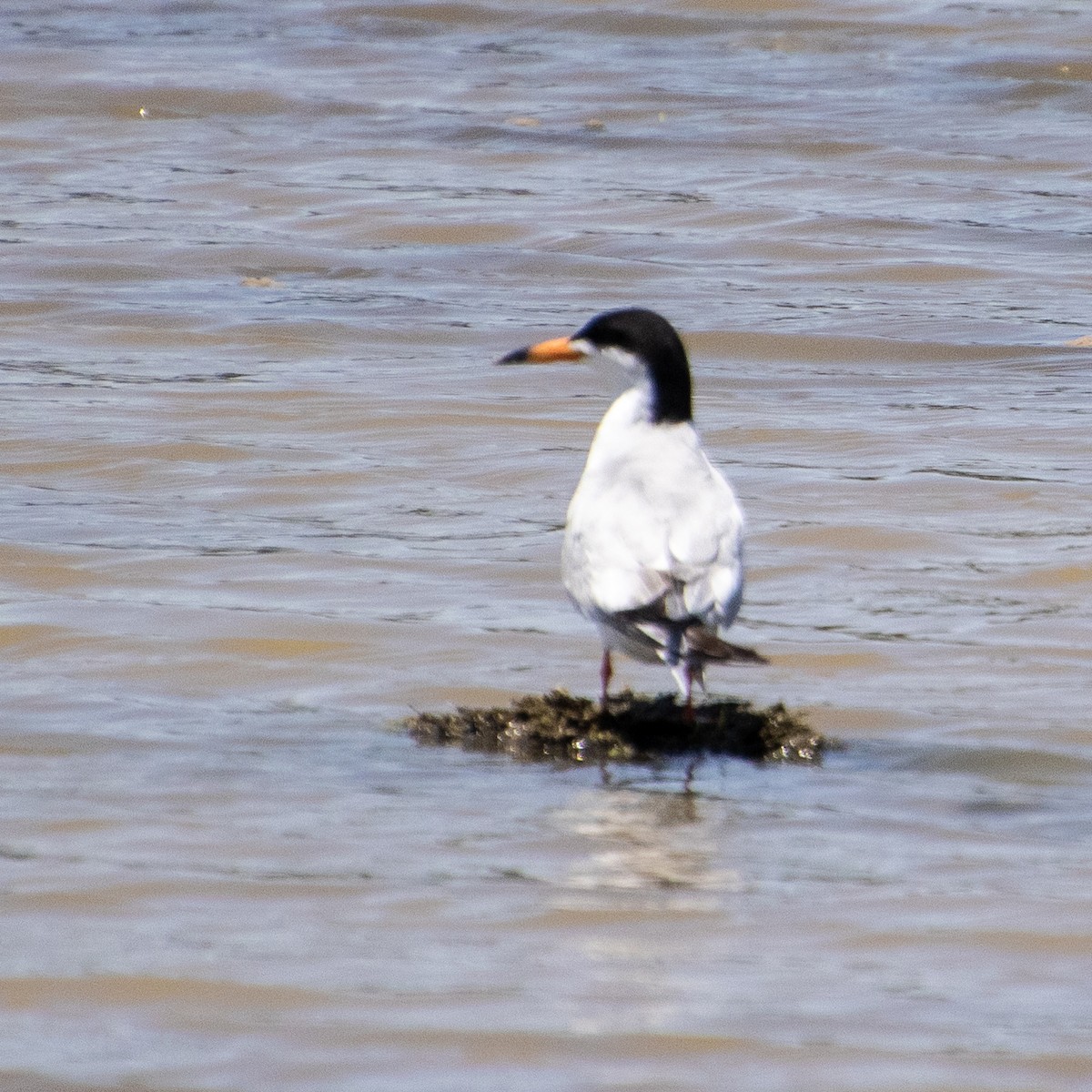 Forster's Tern - ML580580891