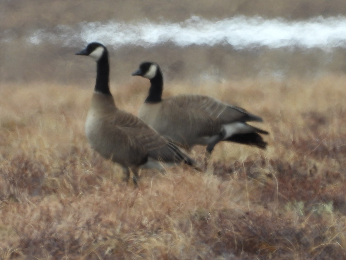 Cackling Goose (Taverner's) - ML580580931