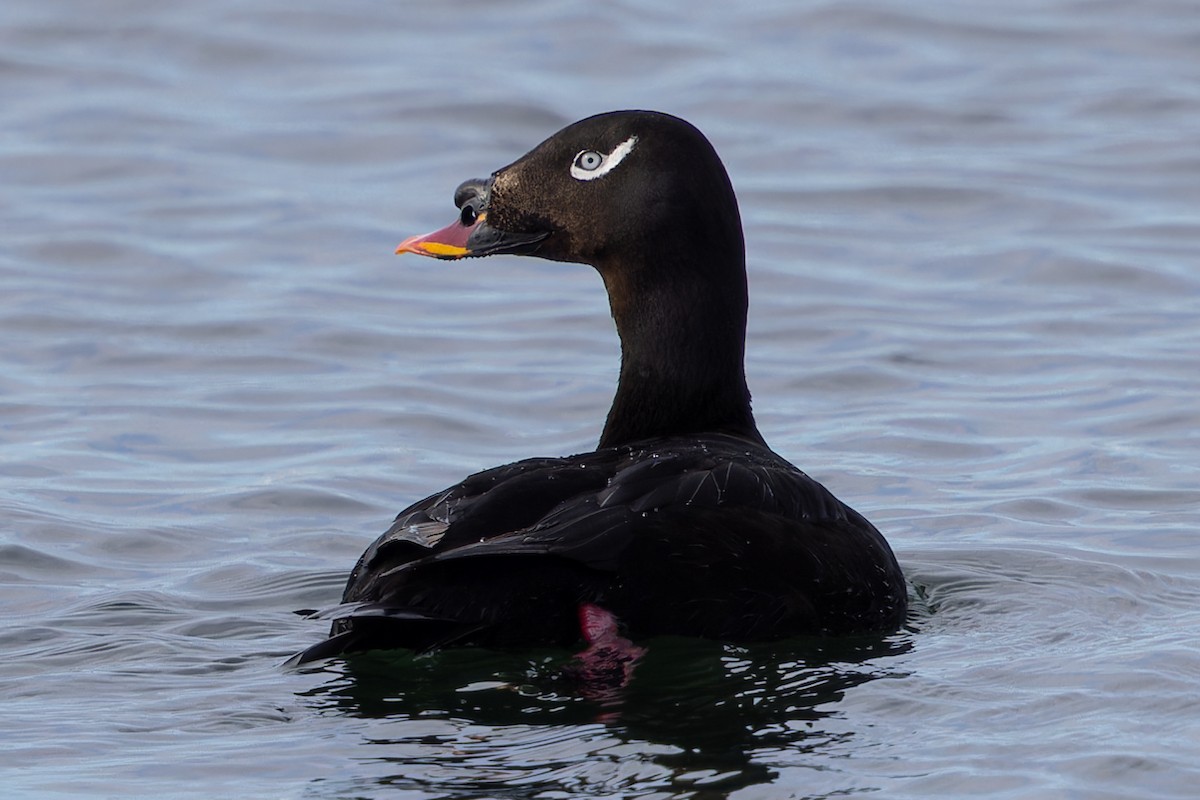 Stejneger's Scoter - ML580581231