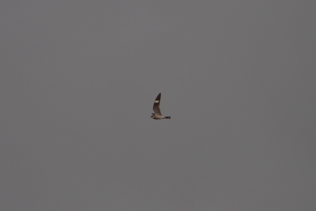 Common Nighthawk - ML580582171