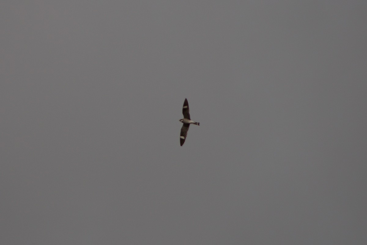 Common Nighthawk - ML580582181