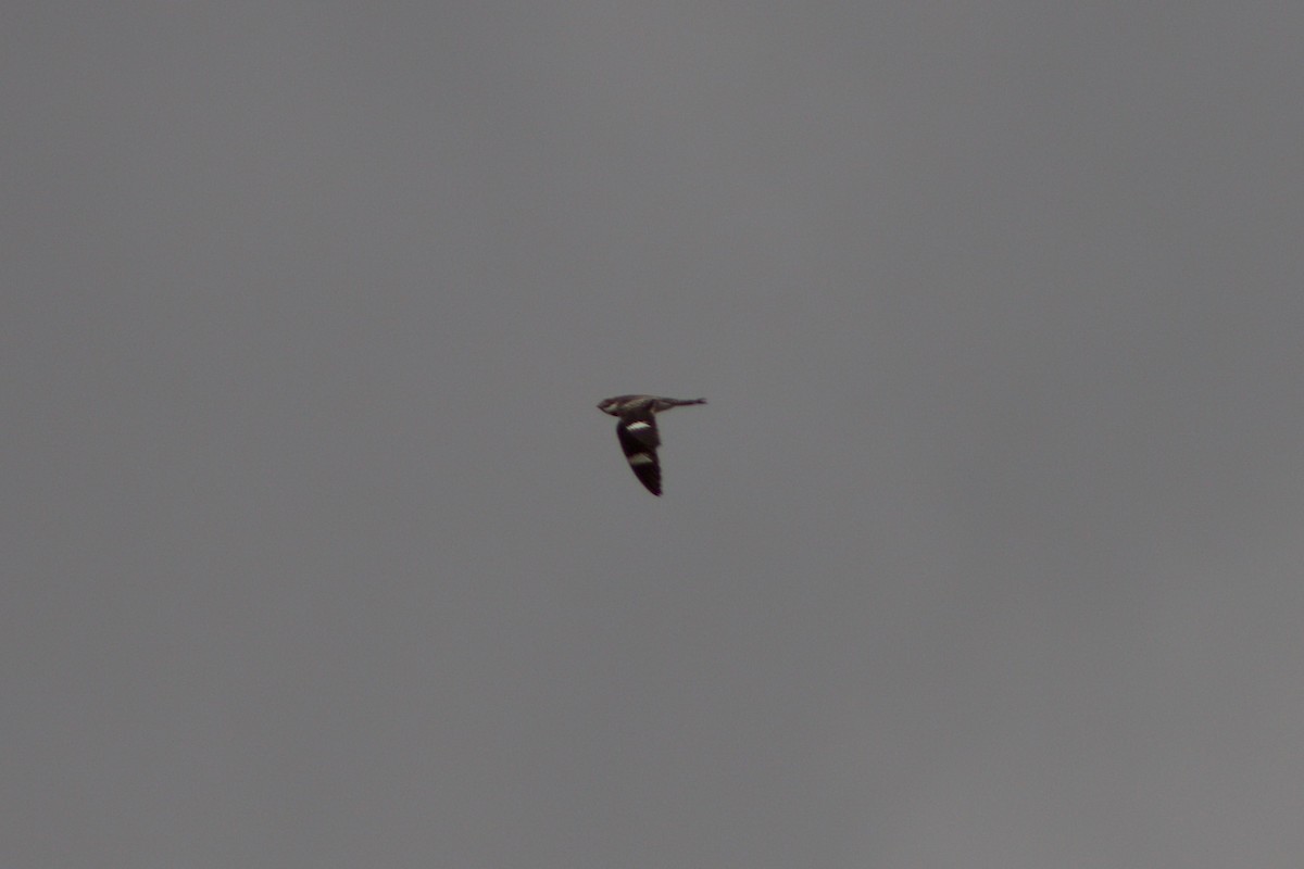 Common Nighthawk - ML580582191