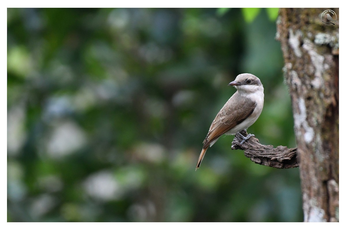 Large Woodshrike - ML580582731