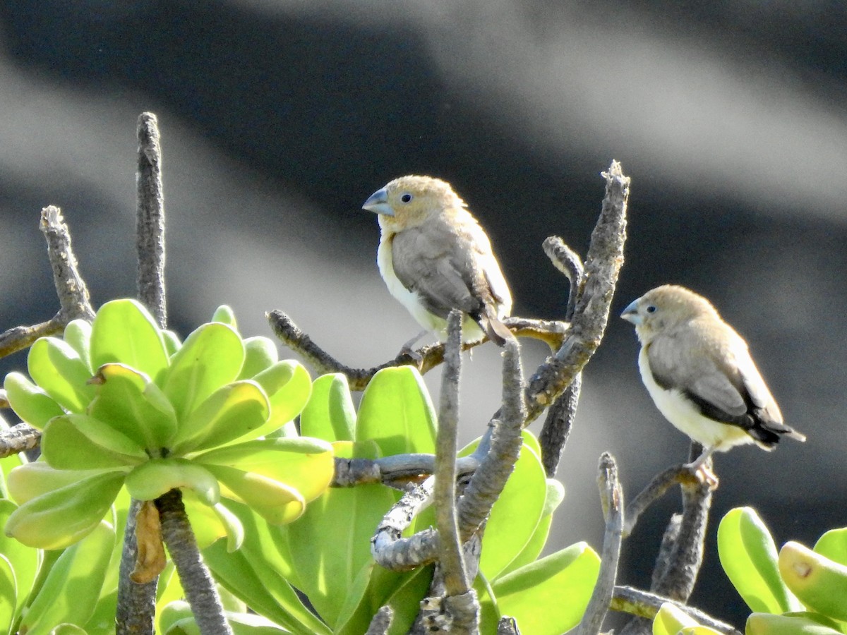 African Silverbill - ML580582931