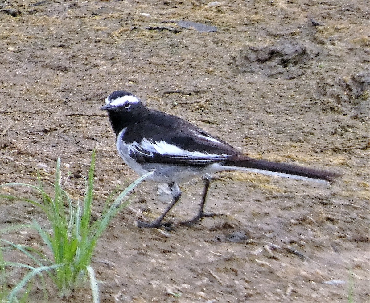 White-browed Wagtail - ML580583101
