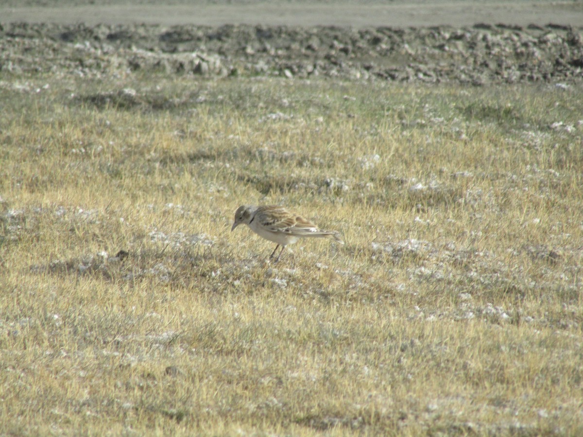 Tibetan Lark - Panchapakesan Jeganathan