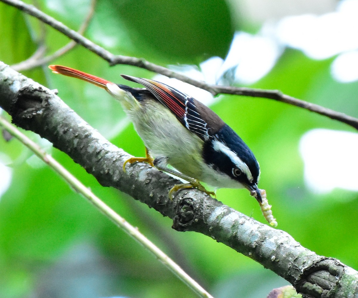 Red-tailed Minla - ML580585241