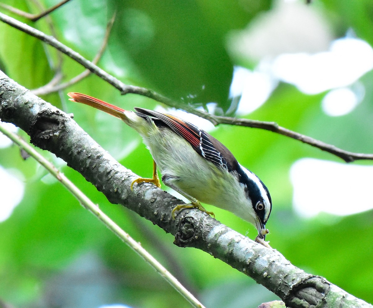 Red-tailed Minla - ML580585341