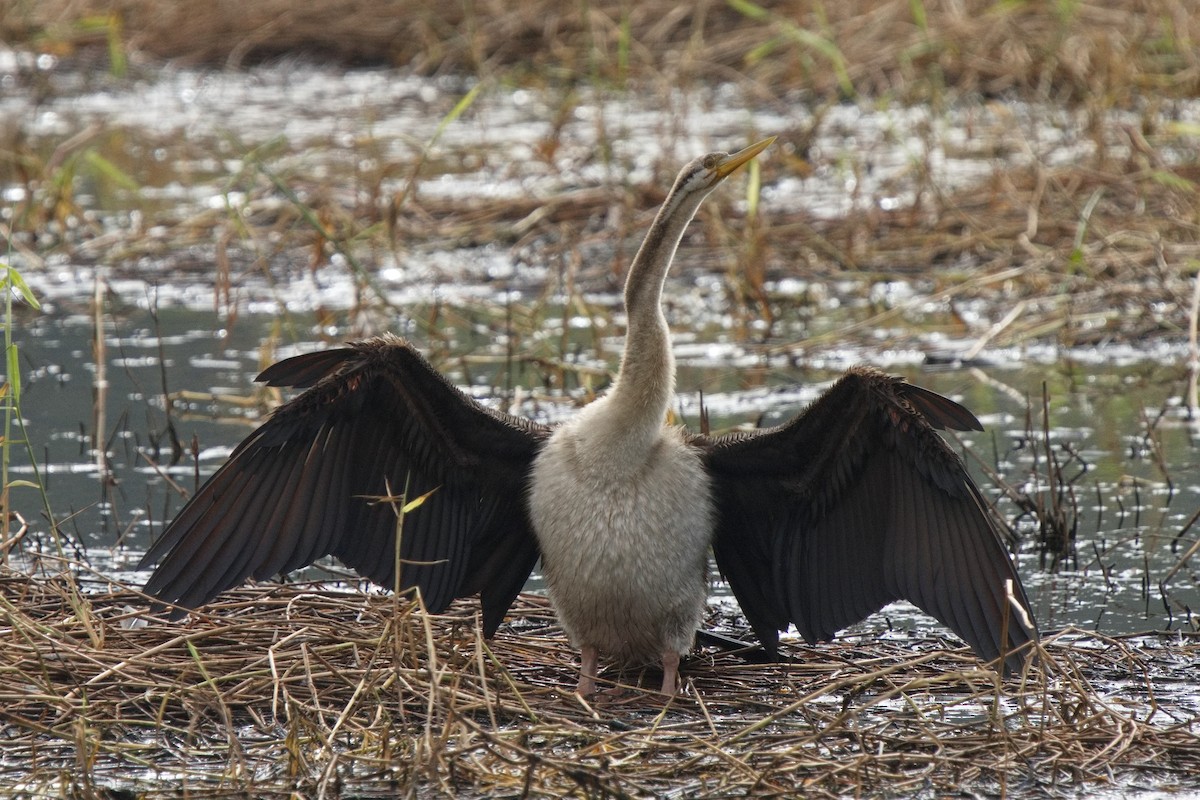 Anhinga d'Australie - ML580585421