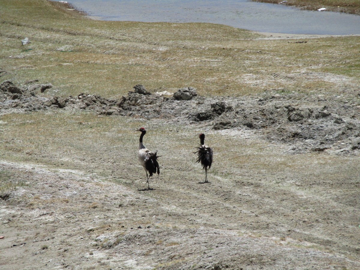 Black-necked Crane - Panchapakesan Jeganathan