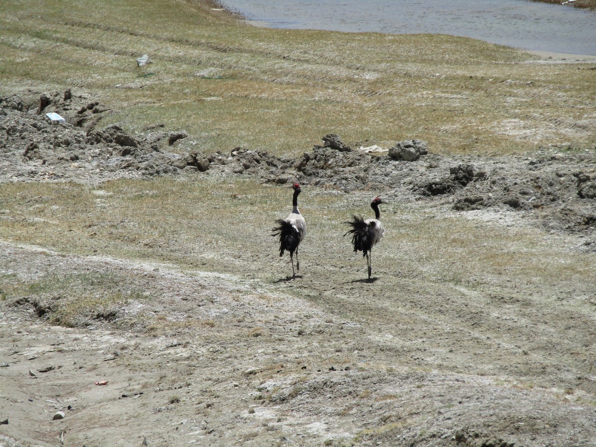 Black-necked Crane - Panchapakesan Jeganathan