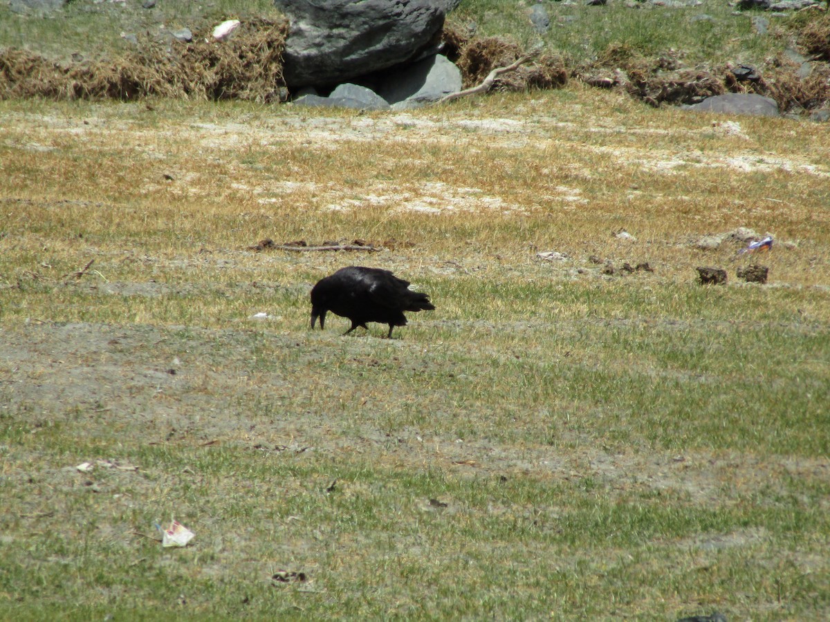 Common Raven - Panchapakesan Jeganathan