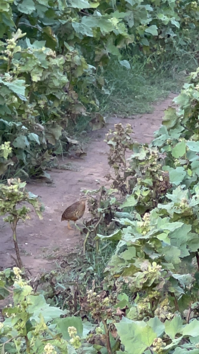 Yellow-legged Buttonquail - ML580586031