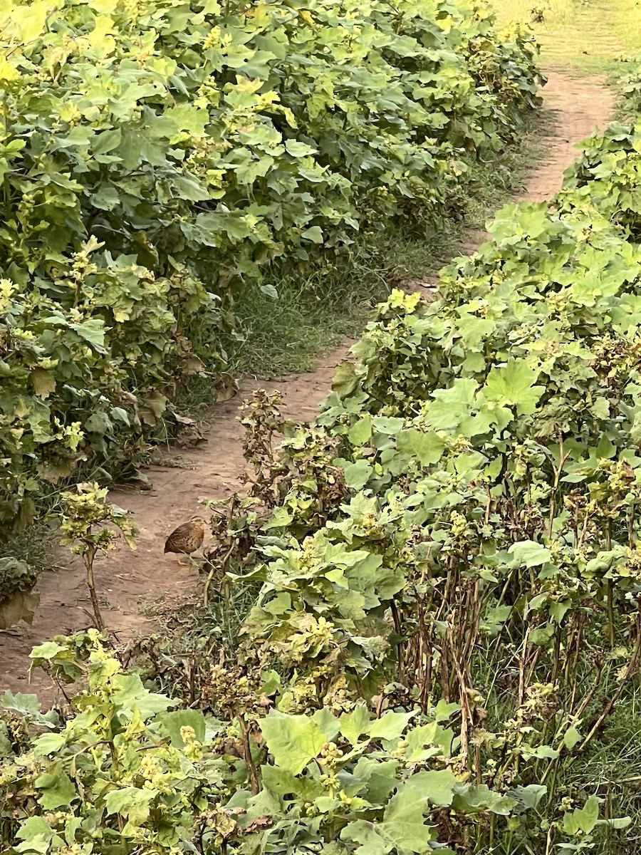 Yellow-legged Buttonquail - ML580586051