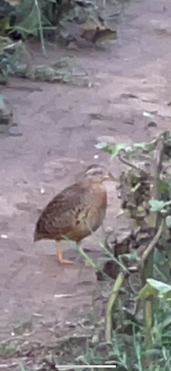 Yellow-legged Buttonquail - ML580586871