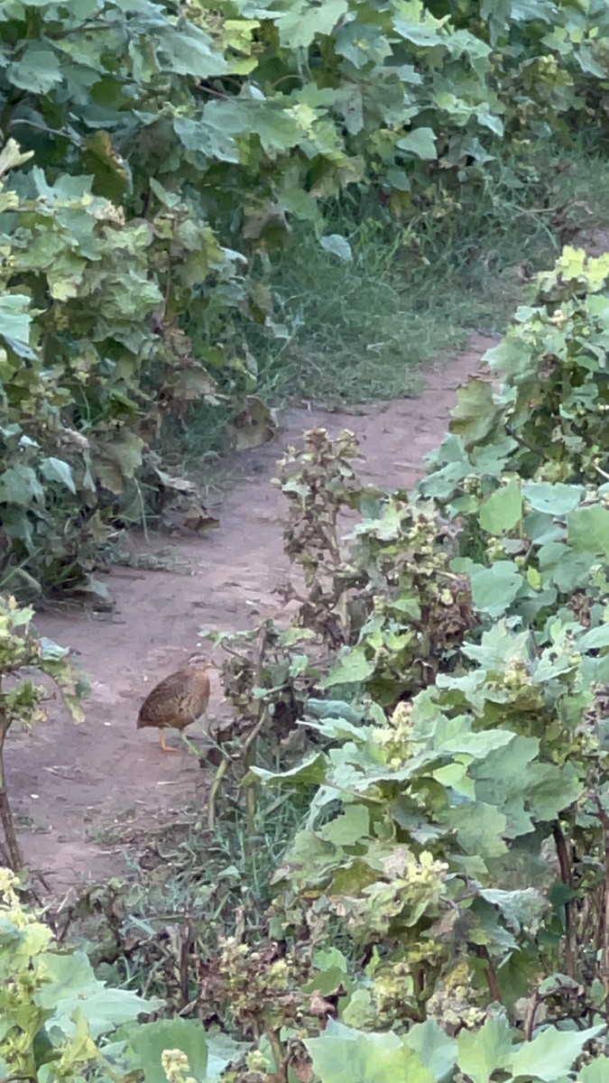 Yellow-legged Buttonquail - ML580587481