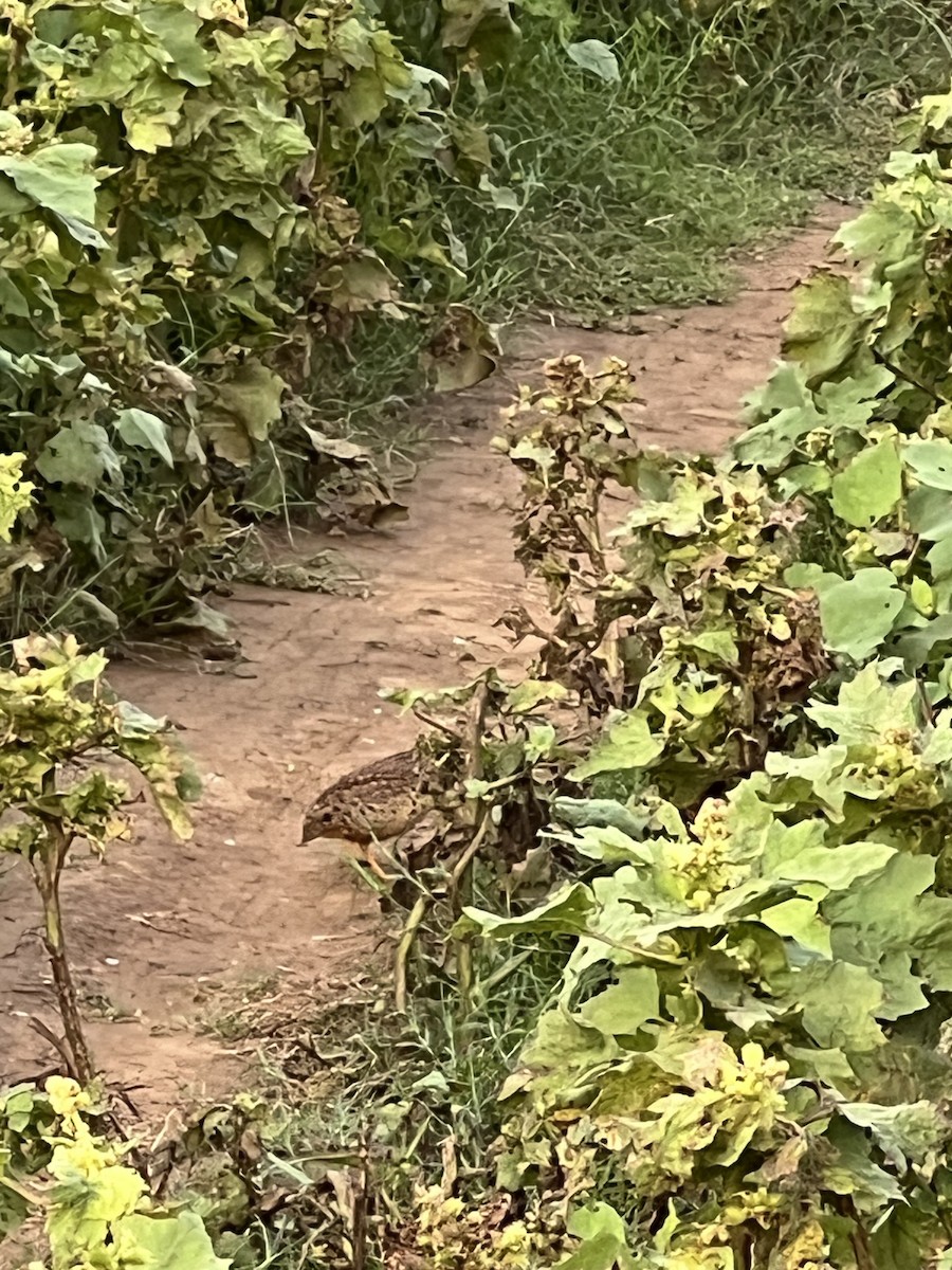 Yellow-legged Buttonquail - ML580587501